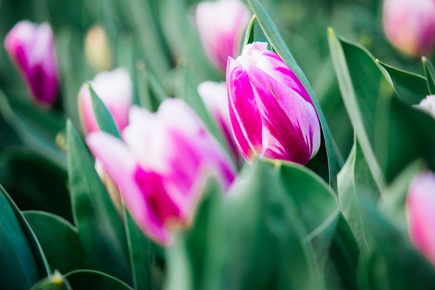 Spring tulips image slide